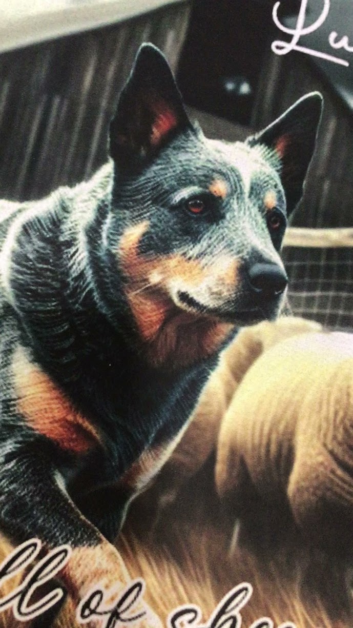 Lucky C Hat Co. Southern Ranchin' Be A Heeler